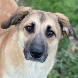 Heraya, geb. ca. 02 2025, lebt in GRIECHENLAND, auf einer privaten Pflegestelle 