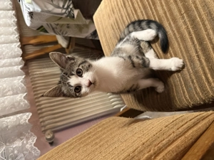 Wunderschöne Englische Langhaar Main coon Kitten zu verkaufen