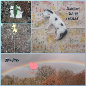 Vermeidet unnötige Vermehrung von Katzen