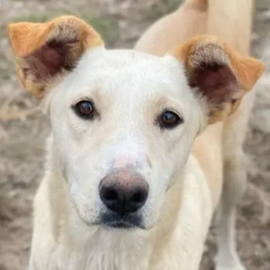 Kalena, geb. ca. 01 2025, lebt in GRIECHENLAND, im städt. Tierheim Serres 