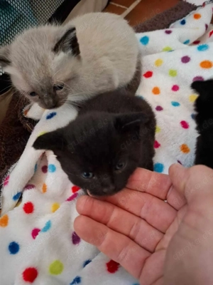 Verwilderte Streuner und scheu Katzen suchen Hofplätze