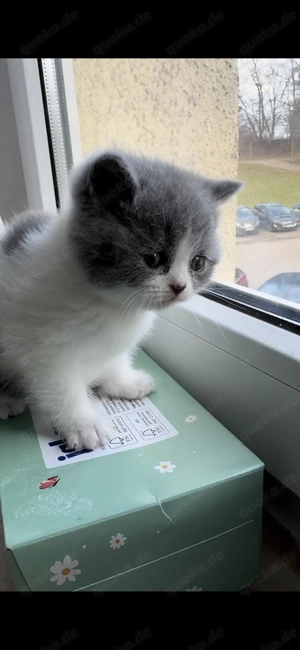 Drei charmante BKH-Kitten suchen ein liebevolles Zuhause Bild 8