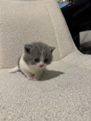 Drei charmante BKH-Kitten suchen ein liebevolles Zuhause Bild 6