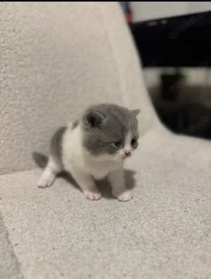 Drei charmante BKH-Kitten suchen ein liebevolles Zuhause Bild 9