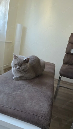 Deckkater Bereit und Startklar Bild 2