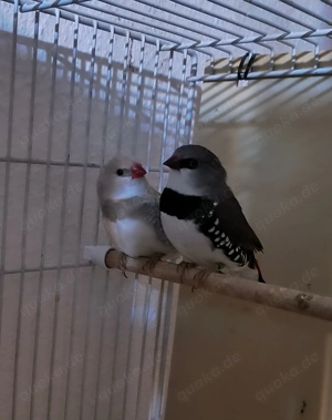 Ein paar Diamantfinken