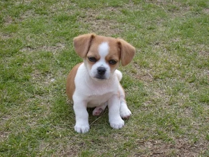    Zauberhafter Chihuahua-Mix Welpe sucht liebevolles Zuhause     