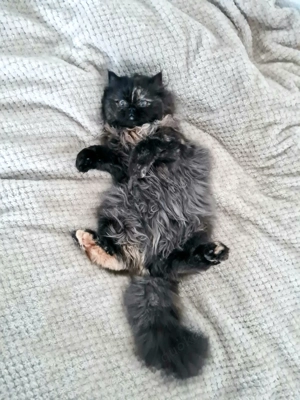 Verschmustes Perser Kätzchen sucht ein Zusause für immer 