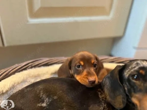 Niedliche, entzückende Dackelwelpen