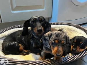 Dackel sind die besten Hunde, die man sich vorstellen kann. Sie bringen alles mit, was ein Zuhause k