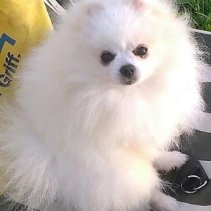 Reinrassige Pomeranian Zwergspitz Welpen mit Stammbaum