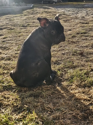 1 Franz.Bulldogge Welpe
