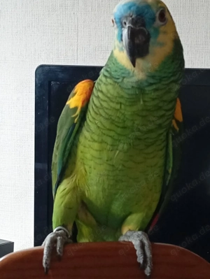 Blaustirnamazone männlich