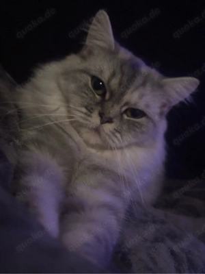 Brittisch Langhaar Katze