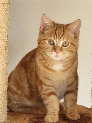 Roter Kater sucht ein neues zu Hause 