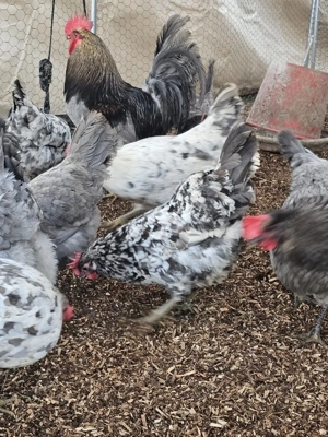 Silverudds bla Bruteier, BE, Küken Bild 3