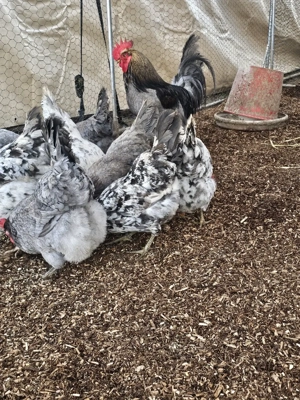 Silverudds bla Bruteier, BE, Küken Bild 4