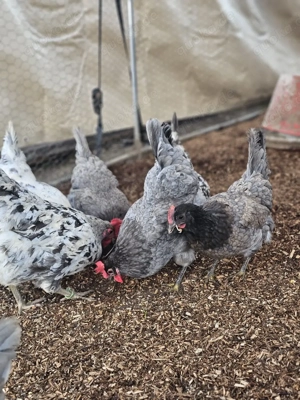 Silverudds bla Bruteier, BE, Küken Bild 2