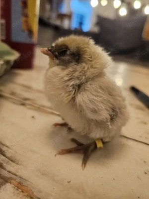 Silverudds bla Bruteier, BE, Küken Bild 5