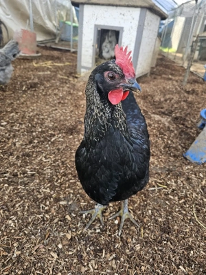 Silverudds bla Bruteier, BE, Küken