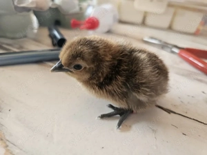 Ga H'mong Bruteier, BE, Küken