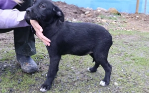 Zuhause gesucht für Kanya