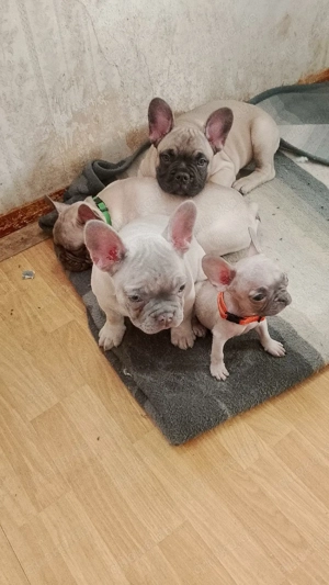 französische Bulldogge welpen