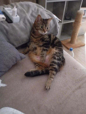 Zwei Katzen Damen abzugeben 