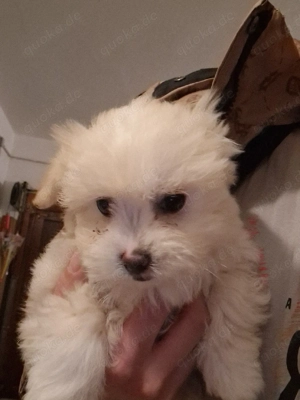 Verfügbare Bichon Malteser 