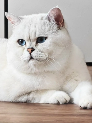 Deckkater Bg.A mit blauen Augen Bild 4