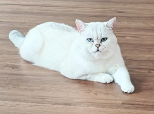 Deckkater Bg.A mit blauen Augen