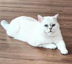 Deckkater Bg.A mit blauen Augen Bild 6
