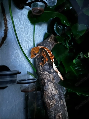 Kronengecko Cappuccino Weibchen