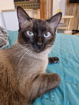 Siamkater 7 Monate alt kastriert 