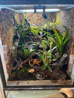 dendrobates, tinctorius, oophaga, ranitomeya, terrarium, pfeilgiftfrosch