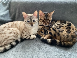 zwei Bengal Geschwister 