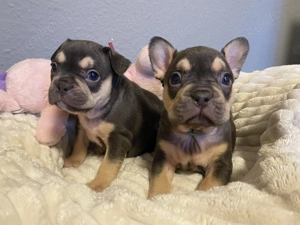 Französische Bulldogge Welpen 