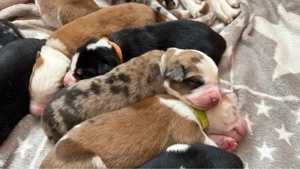 Aussiedor Welpen Australian Shephert Labrador Mix aus liebevoller Familienaufzucht   