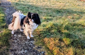 Japan Chin Hündin, schwarz-weiß (klassische Zeichnung), geb. April 2024 (fast 2 Jahre), Gewicht ca. 