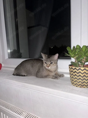 Domestic Shorthair cat