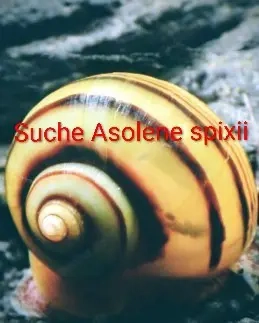 Suche mehrere Asolene spixii