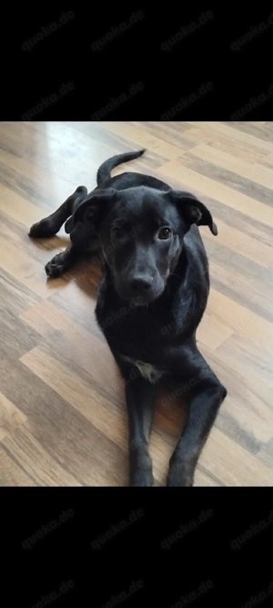 Liebervoller Mischling sucht für immer Zuhause