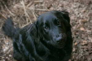 *LIBERTY* - eine freundliche, muntere und kontaktfreudige Junghündin