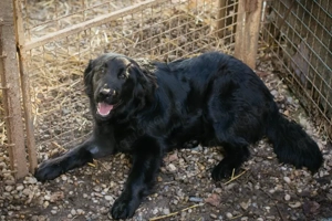 *LIBERTY* mit dem schönen glänzenden Fell