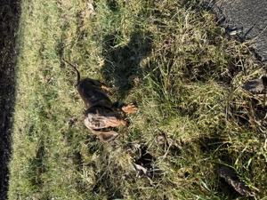 Schokomerle Tigerdackel Zwergdackel rüde Dackel 