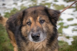 *WILLEM* - Ich bin lieb, sozial, leinenführig und lernbereit