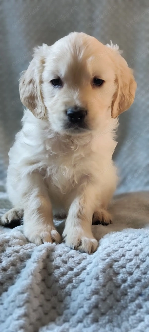 Wunderschöne reinrassige Golden Retriever Babys Rüden suchen ab 10.03 