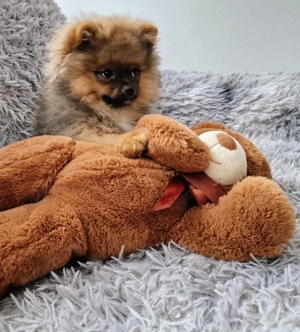 Pomeranian Tricolor Jung Hündin 