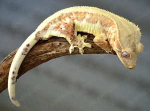 Kronengecko Lilly White Orange 