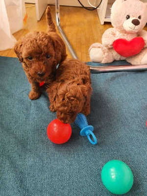 Toypudel Welpen kleine Herzensfreunde suchen ihre Familie